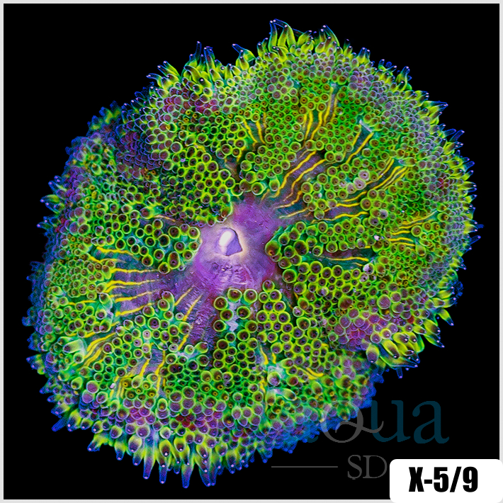 Corals - Anemones - Aqua SD
